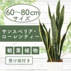 ふるさと納税 指宿市 3月上旬〜発送【観葉植物】サンスベリア・ローレンティー60cm〜80cm(014-1410)