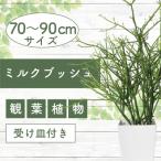 ふるさと納税 指宿市 4月上旬〜発送【観葉植物】ミルクブッシュ 7号鉢(014-1483)