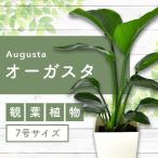 ふるさと納税 指宿市 【観葉植物】オーガスタ50cm〜70cm(014-1376)