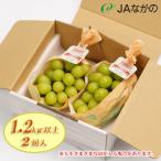 ふるさと納税 須坂市 【2022年発送】JAながの　シャインマスカット1.2kg以上　2房入り　