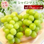 ふるさと納税 長野市 【2024年先行受付】長野市産シャインマスカット 約1.1kg以上