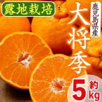 ショッピングさとふる ふるさと納税 出水市 出水市特産!大将季(露地)5kg_I523