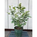 おしゃれなカラーリーフ 青葉品種 フォッサギラ