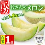 ふるさと納税 志布志市 【冬限定・数量限定】牧さんの訳ありメロン 白玉(青肉)1玉