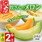 ふるさと納税 志布志市 【冬限定・数量限定】牧さんの訳ありメロン 赤玉・白玉 計2玉(赤肉・青肉 各1玉)