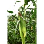 アイテムID:365236の画像1枚目