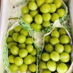 ショッピングふるさと納税 シャインマスカット ふるさと納税 南アルプス市 厳選シャインマスカット3〜4房(1.8kg〜2kg)