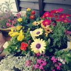 ふるさと納税 上郡町 季節のお花お任せ24苗セット