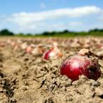 fu.... налог каштан гора блок . задний . здоровье tama лук-батун [.... красный ] примерно 5kg