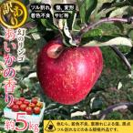 ふるさと納税 箕輪町 2025年【傷等訳あり】甘い!希少!りんご【あいかの香り】約5kg 信州のりんご