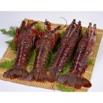 ふるさと納税 紀北町 バタバタしたら角と足がとれちゃいました　活冷伊勢えび〈訳あり(不揃い)〉