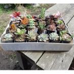 ふるさと納税 安中市 多肉植物24種詰め合わせセット(品種お任せ)
