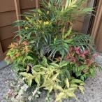 お庭を彩る植栽セット 低木4種7本セット