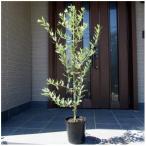 ふるさと納税 鈴鹿市 オリーブの木 品種:レッチーノ 7号(21cm)  (ガーデニング用)