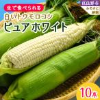 ふるさと納税 富良野市 北海道富良野産生で食べられる 白いトウモロコシ ピュアホワイト10本入り