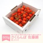 ふるさと納税 村山市 さくらんぼ佐藤錦秀品L玉(約500g×1パック)