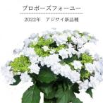 ふるさと納税 藤枝市 【2024年5月出荷 母の日に!】アジサイ新品種　プロポーズフォーユー