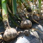 fu.... налог восток ... город [ предшествующий прием 2027 год ] свежесть выдающийся! земля имеется чеснок 5kg