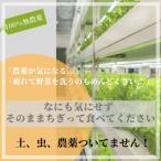 fu.... налог большой Цу город специальное наполнение .! прямая поставка! свежий культивирование период средний пестициды не использование овощи набор 