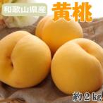 ふるさと納税 紀の川市 【数量限定】人気の和歌山県産黄桃(つきあかり)約2kg 秀品【2026年度発送分】