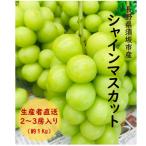 ショッピングシャインマスカット ふるさと納税 須坂市 長野県須坂市産シャインマスカット2〜3房(約1kg)