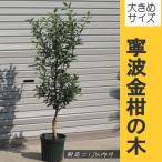 大きめサイズ 寧波金柑の木 硬質ビニールポット緑 1本