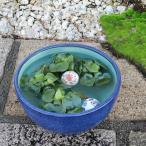 ふるさと納税 滋賀県 信楽焼 11号ナマコ色水鉢