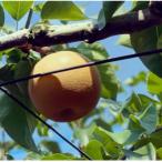 ふるさと納税 安中市 群馬県産梨「豊水」約3kg(8〜10個)【9月上旬〜9月中旬発送予定】