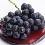 ふるさと納税 長野市 ナガノパープル　特秀　約1.8kg(3〜4房)