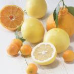 ショッピングせとか ふるさと納税 伊万里市 季節の柑橘をお届けします。佐賀産かんきつ5kg