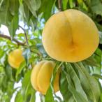 ショッピングふるさと納税 桃 ふるさと納税 南アルプス市 ふるさと納税 2026年先行予約 厳選!黄金桃 約2kg 5玉〜8玉山梨県南アルプス市産