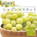 ふるさと納税 津山市 【2026年9月より順次発送】岡山県産 シャインマスカット  約1.2kg(2房)