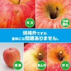 ふるさと納税 黒石市 内容量　約10Kg　訳ありりんご　シナノスイート　24〜46個入【2023年10月下旬〜発送開始】