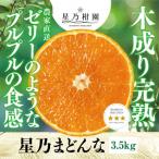 ふるさと納税 八幡浜市 星乃みかん園の 星乃まどんな (3.5kg)【D45-63】