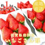 ふるさと納税 唐津市 【濃厚苺いちごさん】約1kg 沢山の日光を浴びた苺!《2026年2月より順次発送予定》