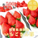 ふるさと納税 唐津市 【濃厚苺いちごさん】約500g 沢山の日光を浴びた苺!《2026年2月より順次発送予定》