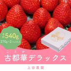 ショッピングふるさと納税 いちご ふるさと納税 田原本町 【2024年1月以降順次発送】奈良県産ブランド品種「古都華」デラックス(270g×2パック)