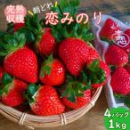 ふるさと納税 雲仙市 いちご(恋みのり) 計1kg 2Lサイズ以上