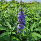 夏に穂状の薄紫色の綺麗な花を楽しみませんか