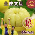 ふるさと納税 土佐市 <白木果樹園産> 訳あり 土佐文旦約5kg B級品(7〜13個入り)
