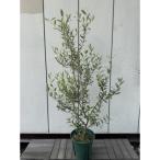 ナチュラルテイスト オリーブの木 セントキャサリン