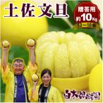 ふるさと納税 土佐市 <果樹園直送>土佐文旦約10kg 3L〜4L 特選品贈答用(13〜18個)