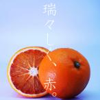 ふるさと納税 八幡浜市 イタリア生まれの芸術柑橘!　ブラッドオレンジ5.5kg【C56-34】