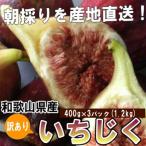 ふるさと納税 和歌山市 和歌山産 【訳あり】イチジク (サイズ不揃い、傷あり) 1.2kg(400g×3パック)