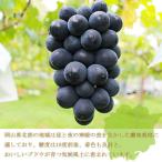 ふるさと納税 玉野市 岡山県産　ブラックビート 1.5kg(3房〜6房)