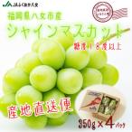 ふるさと納税 八女市 【シャインマスカット350g×4パック】JAふくおか八女より産地直送※9月より順次発送