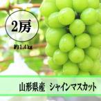 ショッピングふるさと納税 シャインマスカット ふるさと納税 山形県 令和6年産先行受付 山形県産 シャインマスカット 2房(約1.4kg)