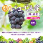 ふるさと納税 玉野市 【岡山県】朝採りニューピオーネ　1.2kg(2〜3房)