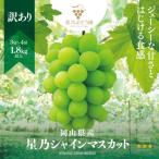 ふるさと納税 岡山市 【訳あり】星乃シャインマスカット(岡山県産)　3房〜4房 1.8kg以上