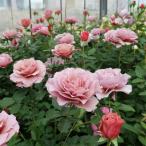 ふるさと納税 坂城町 バラ苗 「Rose for You 1鉢」大苗 / ぼかし肥料付き THE ROSE SHOP直送